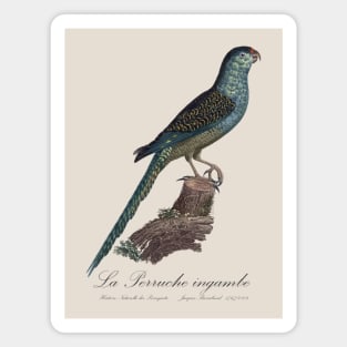 La Perruche Ingambe Parakeet - Jacques Barraband 19th century Illustration Magnet